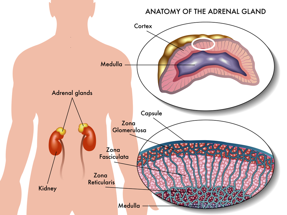 Nebennierenschwäche Nebennieren Funktion Anatomie